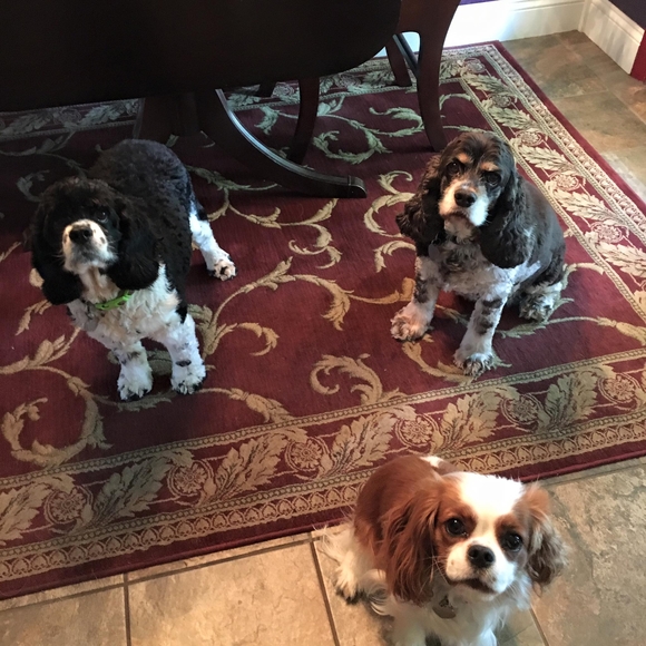 Meet your Posher, Cindy - Picture 1 of 1